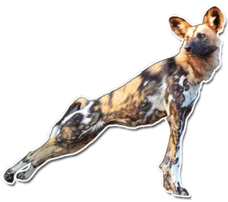 🚶 b3eaf4e0 Lycaon, Chien, Animal, Faune, Mammifère, Loup peint telegram sticker