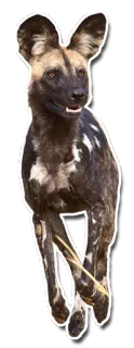🤾 b77df72e Lycaon, Chien sauvage d'Afrique, Animal sauvage, Chien, Mammifère, Faune, Nature telegram sticker