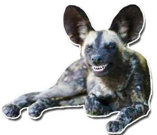 😡 c34341d1 animal, chien, lycaon, faune sauvage, mammifère, prédateur telegram sticker