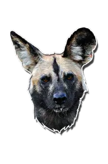 🤤 ca665b51 Lycaon, Chien, Animal, Faune sauvage, Autocollant telegram sticker