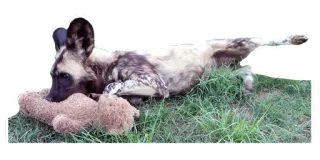 🐻 cea03235 chien, lycaon, animal, mammifère, faune, herbe telegram sticker