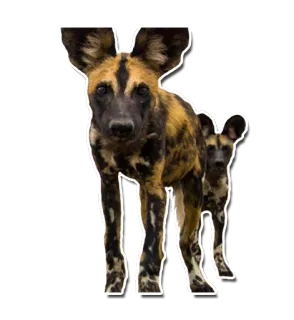 👬 e37e7544 chien, chien sauvage, lycaon, animal, mammifère, faune telegram sticker