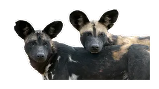 😍 e7bd569b faune, chiens, mammifères, animaux, lycaons, loups peints telegram sticker