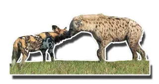 🔥 f4b09cc6 chien sauvage, lycaon, chien sauvage d'Afrique, hyène, animal, faune, nature telegram sticker