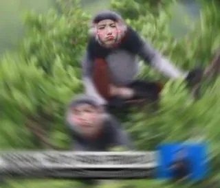 😭 ab091949 HOW IS IT SO EASY FR? monkey, meme, funny, animal, joke, blur telegram sticker