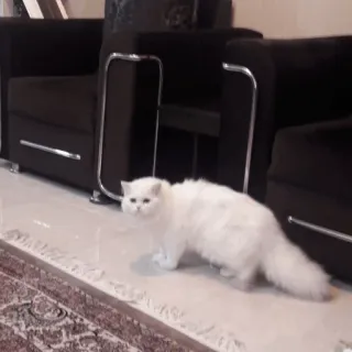 ✨ f4008c09 猫, 宠物, 白猫, 动物, 家畜, 毛茸茸, 可爱 telegram sticker