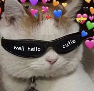 🐱 1820494f well hello cutie 고양이, 선글라스, 귀여운, 하트, 동물, 애완 동물 telegram sticker
