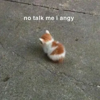 🐱 a1857f46 no talk me i angy 고양이, 새끼 고양이, 화난, 밈, 웃긴, 애완 동물, 동물 telegram sticker