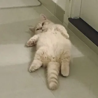 🐱 ae5b5a6d 고양이, 누워있는, 애완동물, 동물 telegram sticker