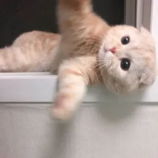 meong telegram stickers