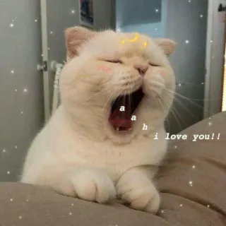 🐱 f940a5c4 i love you!! 고양이, 하품, 귀여운, 동물, 사랑, 자는 telegram sticker