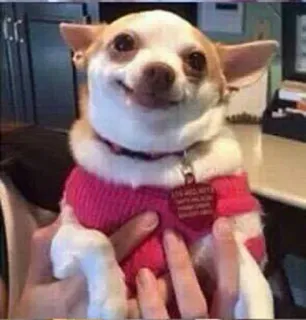 👽 b90f4293 dog, chihuahua, pet, animal, cute, sweater telegram sticker