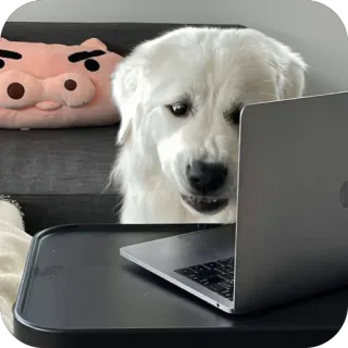 🫥 0714c9ee chien, ordinateur, portable, animal, animal de compagnie, mignon, en colère, taper whatsapp sticker