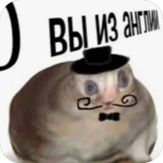 😳 126c24b2 Вы из англии chat, moustache, chapeau, drôle, animal, mème whatsapp sticker