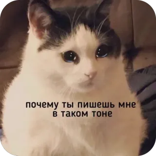 🫥 350d1b24 почему ты пишешь мне в таком тоне chat, triste, russe, sticker, mème whatsapp sticker
