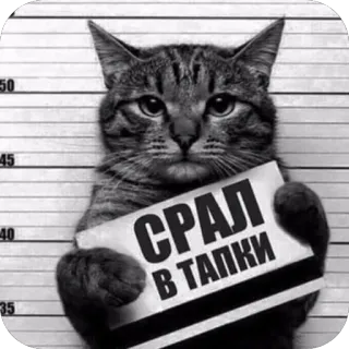 🫥 40e3d0dd СРАЛ В ТАПКИ chat, animal, drôle, mème, prison, humour, russe, photo d'identité judiciaire whatsapp sticker