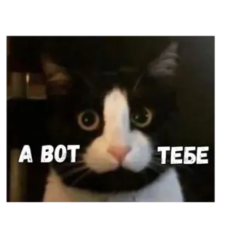 🫥 4271ee33 A BOT TEБE chat, mème, drôle, russe whatsapp sticker