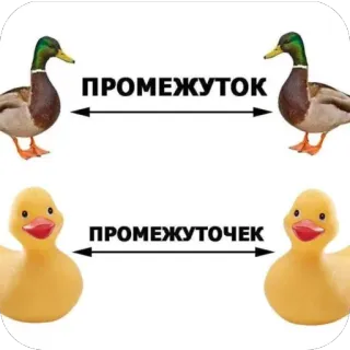 🫥 45bcc1c5 ПРОМЕЖУТОК
ПРОМЕЖУТОЧЕК canards, distance, écart, russe, canard en plastique, canard colvert whatsapp sticker
