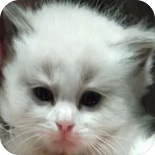 Azazelkin telegram stickers