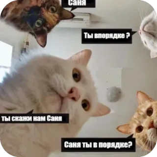 ❓ ca7a5b89 Саня
Ты в порядке ?
ты скажи нам Саня
Саня ты в порядке? chat, drôle, mème, russe, question, amis, animal de compagnie, animal whatsapp sticker