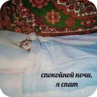 😴 e2820f08 спокойной ночи, я спать chat, dormir, bonne nuit, chat au lit, chat couvert whatsapp sticker