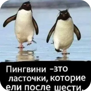 🫥 e3eb36e2 Пингвини -это ласточки, которые ели после шести. pingouin, oiseaux, drôle, blague, animal whatsapp sticker