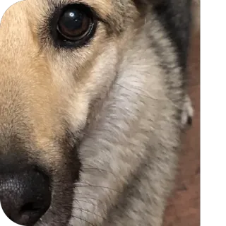 🫥 e936f374 chien, animal, animal de compagnie, gros plan, portrait, canin whatsapp sticker