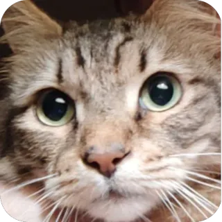 🫥 f040dd7b chat, animal, animal de compagnie, chaton, félin, chat domestique whatsapp sticker