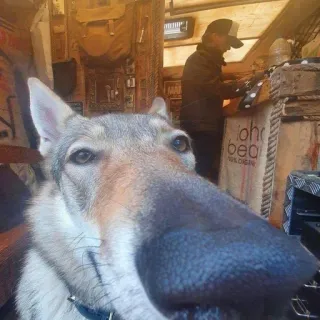 🙄 b4d142f5 joh bead 
WISCONSIN Hund, Wolfshund, Wisconsin, Tier, Haustier, Haustier telegram sticker