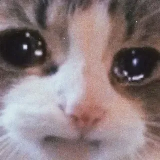 🐈 11c79297 고양이, 울음, 슬픔, 밈, 동물, 애완동물, 감정적인 whatsapp sticker