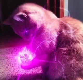 🐈 2cd5be7e 고양이, 마법, 번개, 분홍색, 하트, 동물, 애완 동물 whatsapp sticker