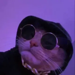 🐈 308eb458 고양이, 선글라스, 후드티, 금 목걸이, 애완 동물, 동물, 멋진 whatsapp sticker
