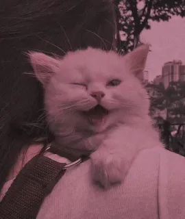 🐈 37be58a3 고양이, 새끼 고양이, 귀여운, 동물, 애완동물, 흰 고양이 whatsapp sticker