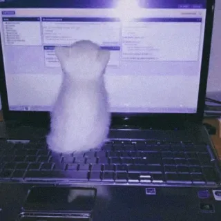 🐈 392c5615 고양이, 컴퓨터, 노트북, 귀여운, 동물, 애완동물 whatsapp sticker