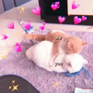 🐈 404ecdc5 me you 고양이, 사랑, 밈, 귀여운, 동물, 관계 whatsapp sticker