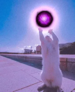 🐈 49d9e227 고양이, 마법, 구슬, 웃긴, 동물, 서 있는 whatsapp sticker