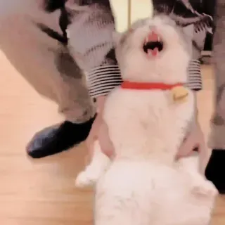 🐈 550c784c 고양이, 동물, 애완동물, 애완동물, 하품하는 고양이 whatsapp sticker