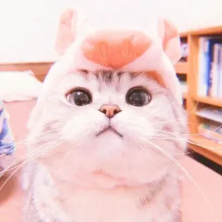 🐈 55aa1202 고양이, 동물, 애완동물, 귀여운, 돼지, 모자 whatsapp sticker