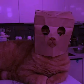 🐈 5afd3dd6 고양이, 종이 봉투, 동물, 웃긴, 애완 동물 whatsapp sticker