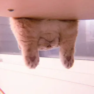 🐈 5d66c74c 고양이, 동물, 거꾸로, 애완 동물, 귀여운, 가축 whatsapp sticker