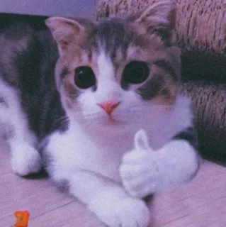 🐈 66b30796 고양이, 새끼 고양이, 엄지 척, 귀여운, 애완동물, 동물 whatsapp sticker