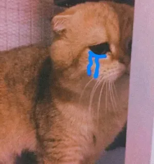 🐈 765b07fb 고양이, 울음, 슬픈, 스티커, 동물, 애완 동물, 고양이과 whatsapp sticker