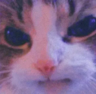 🐈 7d535cde 고양이, 애완동물, 동물, 귀여운, 가축, 고양이과, 포유류 whatsapp sticker