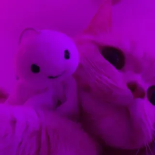 🐈 7e1c6ace 고양이, 봉제인형, 장난감, 동물, 애완동물 whatsapp sticker