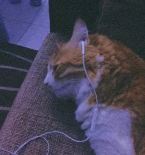 🐈 7fb4ce11 고양이, 이어폰, 헤드폰, 음악, 애완동물 whatsapp sticker