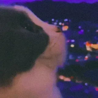 🐈 b9040211 고양이, 밤, 도시 불빛, 동물, 애완 동물, 별 보기 whatsapp sticker