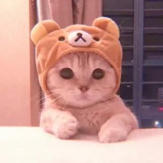 🐈 c2f83770 고양이, 새끼 고양이, 곰 모자, 귀여운, 동물, 집고양이 whatsapp sticker