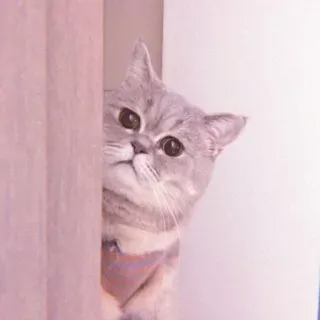 🐈 c519e75a 고양이, 귀여운, 빼꼼, 애완동물, 동물, 호기심, 가정 whatsapp sticker