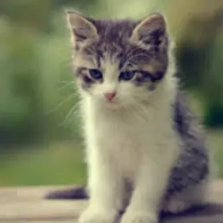 😔 0fb4716a kätzchen, katze, tier, haustier, süß, katzenartig whatsapp sticker