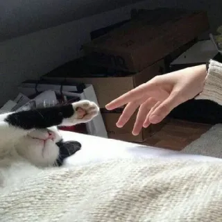 👉 1bed1137 Katze, Hand, Reichen, Pfote, Tier, Haustier whatsapp sticker